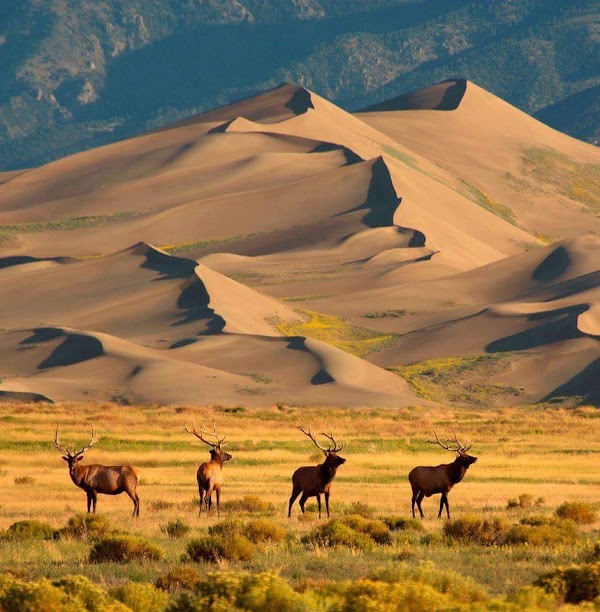 Great Sand Dunes National Park and Preserve 5