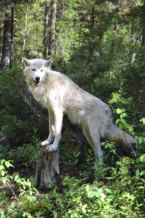 Northern Lights Wildlife Wolf Centre 1