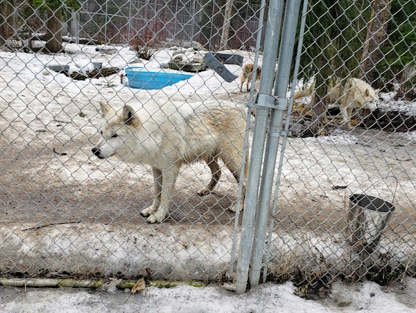Northern Lights Wildlife Wolf Centre 5