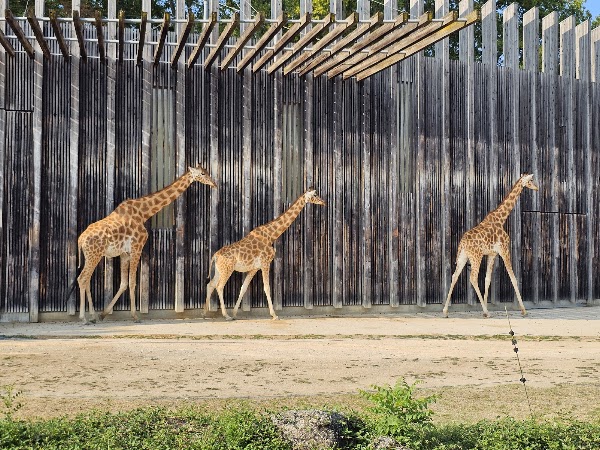 Lyon Zoo 1