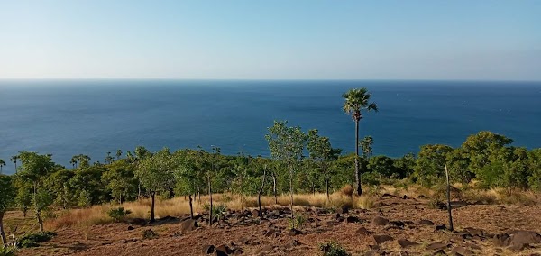 Amed