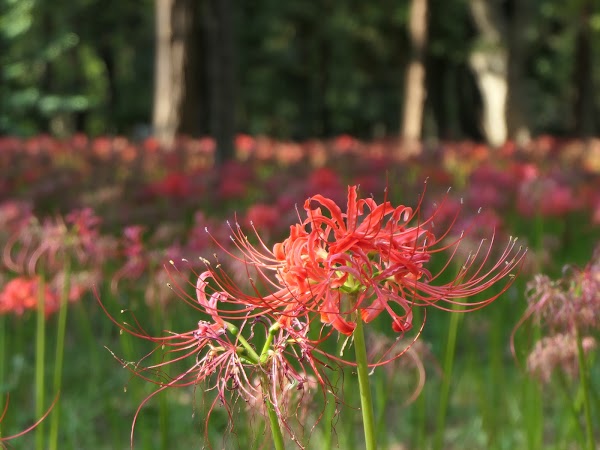Murakami Green Space Park