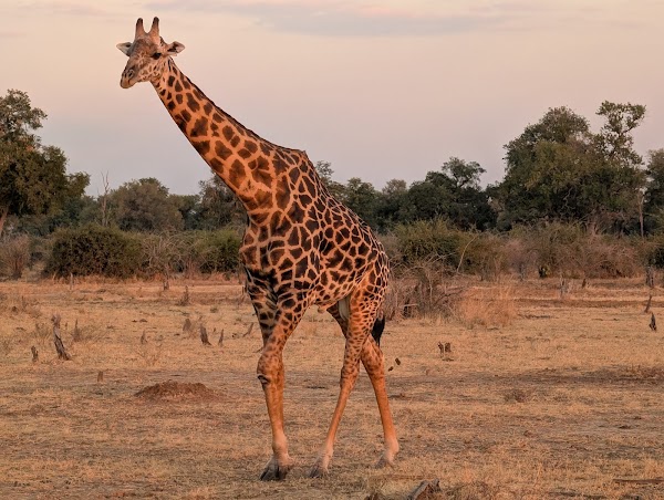 Chichele Presidential Lodge Zambia 3