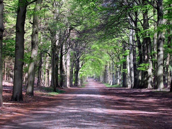 Staatsbosbeheer Wandelroute Stulp