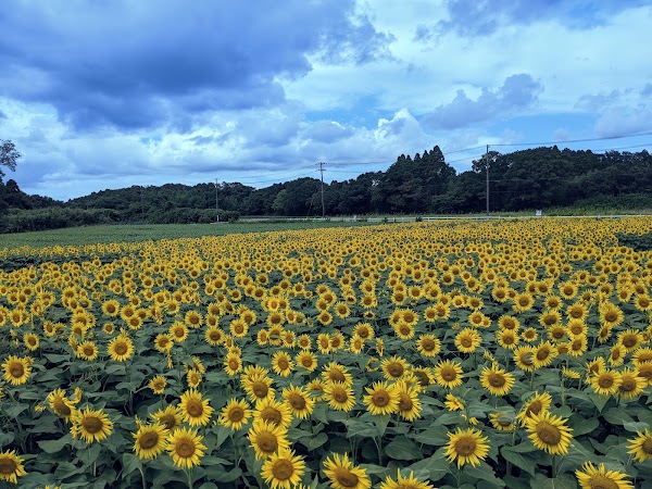 Narita Yume Bokujō 5