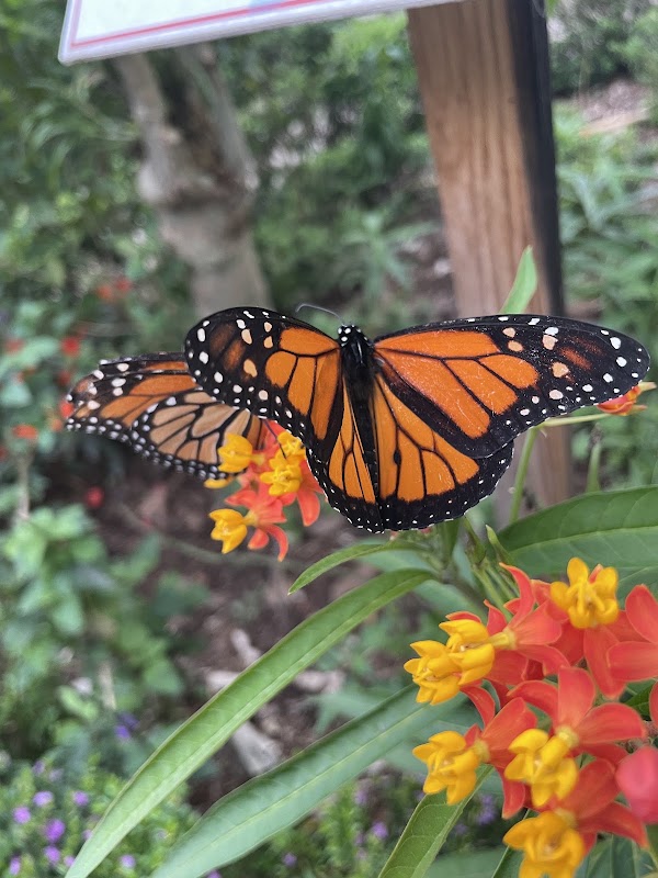 Mariposario Reserva De Atitlan