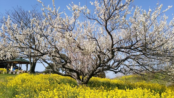 Yellow Hills in Inuyose Pass 5