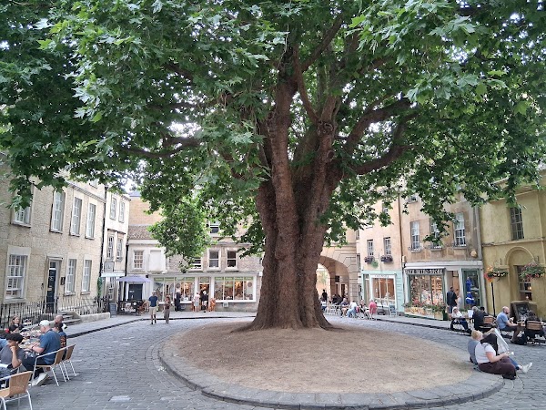 The Giant Plane Tree