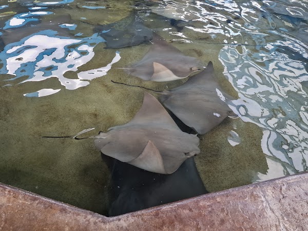 Stingray Lagoon 1