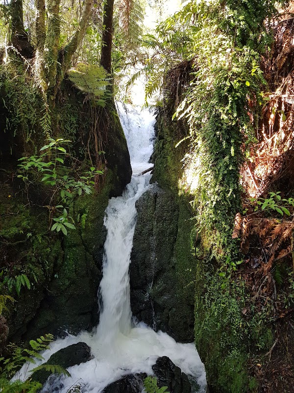 Okere Falls Track 4