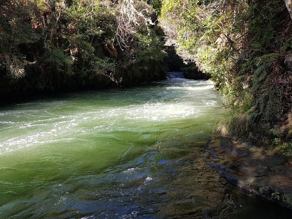 Okere Falls Track 2