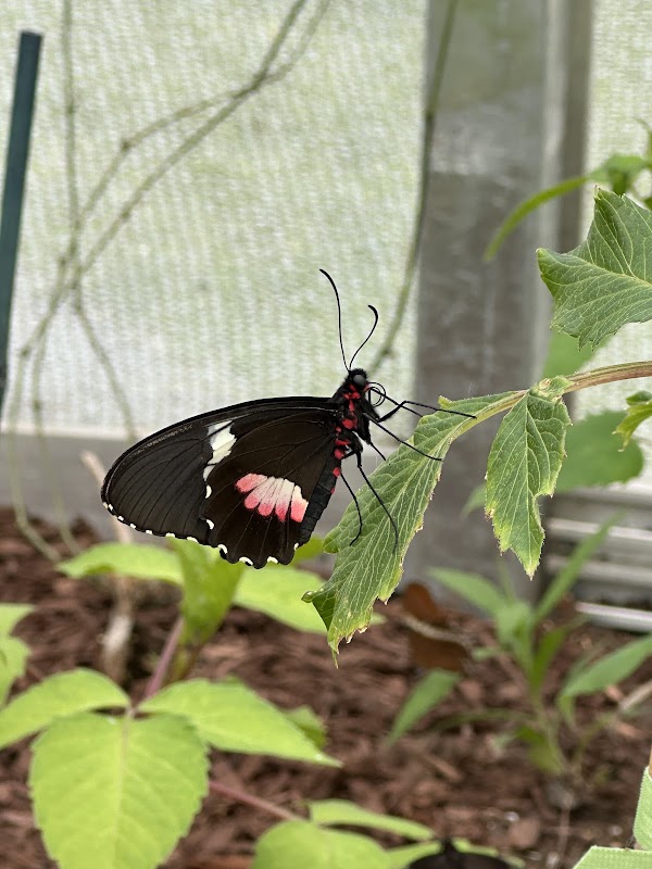 The Butterfly House at Navy Pier 4