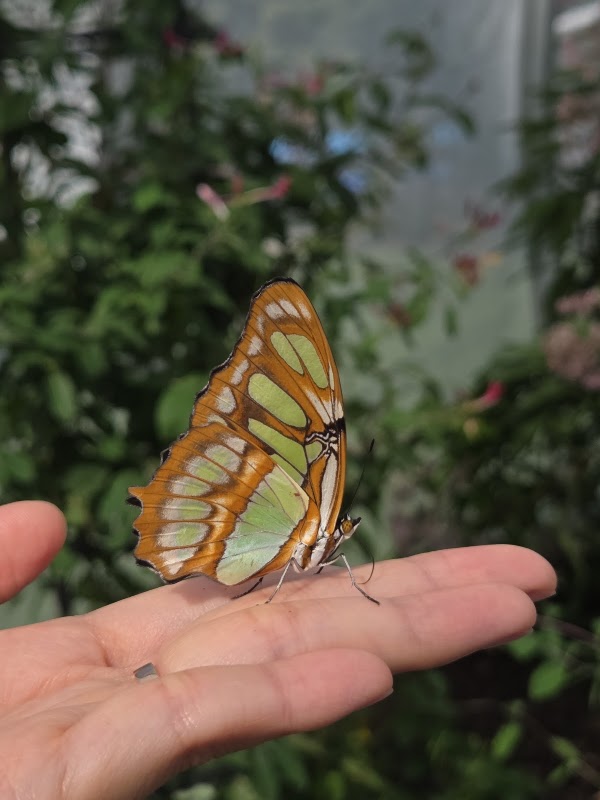 The Butterfly House at Navy Pier 3