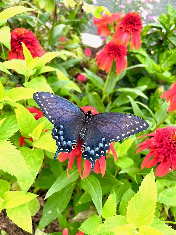 The Butterfly House at Navy Pier 2