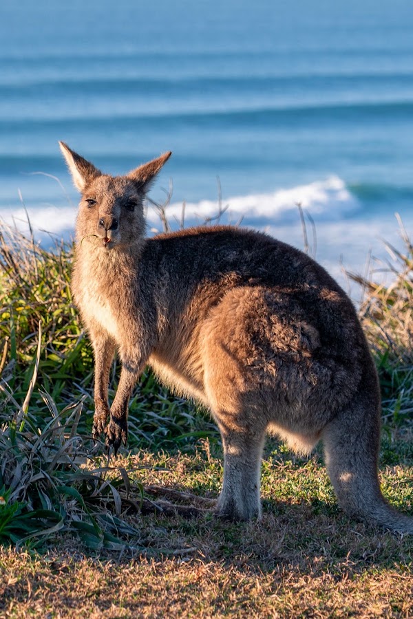 Yuraygir National Park 4