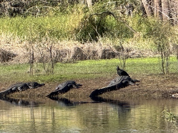 Myakka River State Park 4