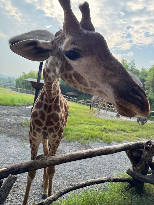 Giraffe Manor Hotel 2