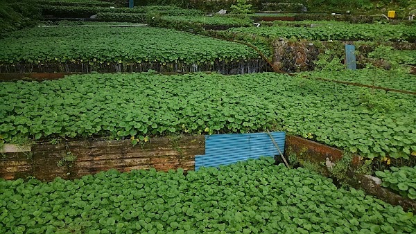 Wasabi fields of Ikadaba 1