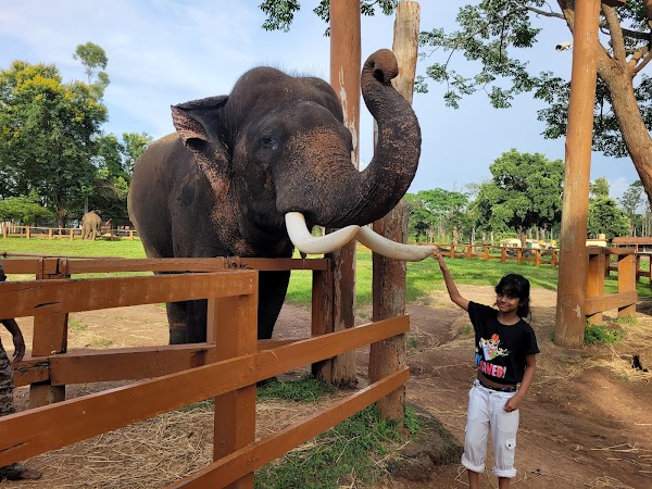 Dubare elephant camp