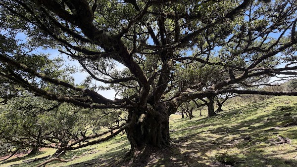 Fanal Forestry Station 2
