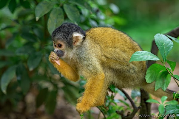 Squirrel Monkey Forest
