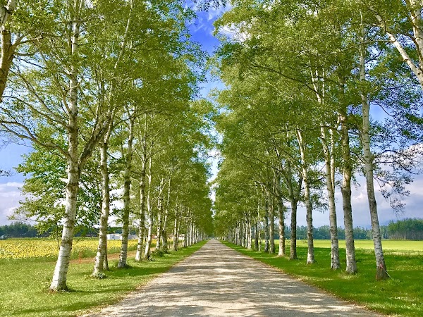 Tokachi Ranch White Birch Trees