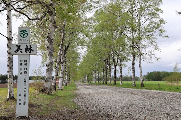 Tokachi Ranch White Birch Trees 5