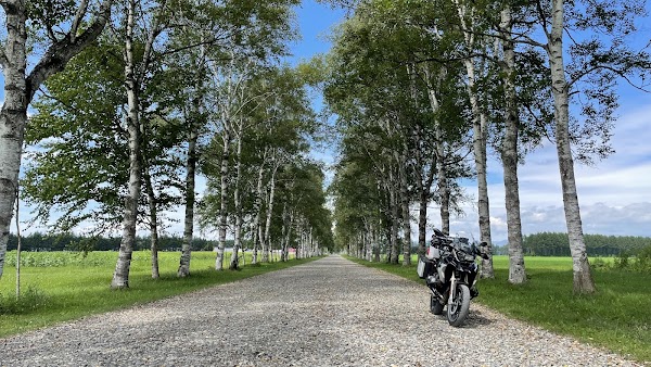 Tokachi Ranch White Birch Trees 4