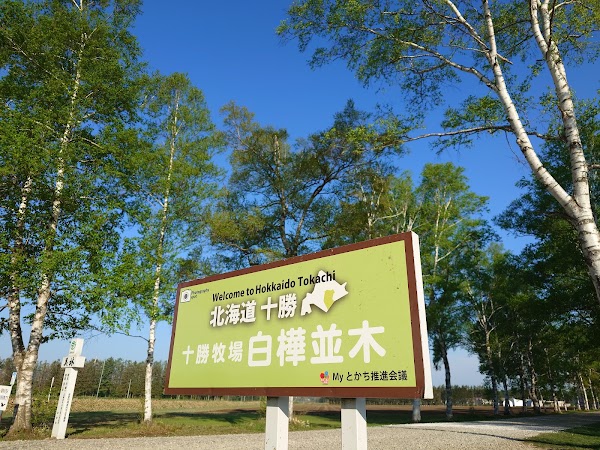 Tokachi Ranch White Birch Trees 2