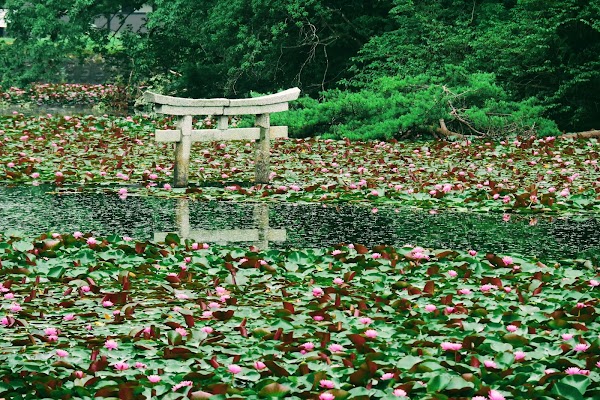 弁天池の沈み鳥居