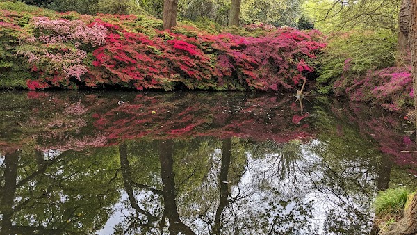 Still Pond 1