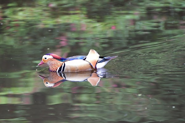 Still Pond 5