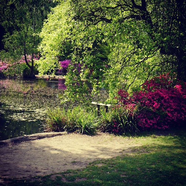 Still Pond 4