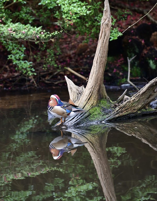 Still Pond 3
