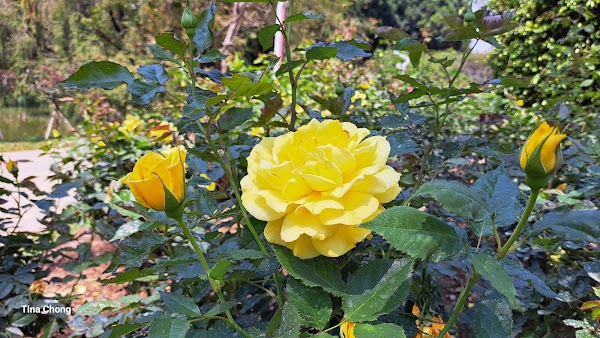 People's Park 2