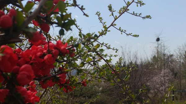Namsan Outdoor Botanical Garden 4