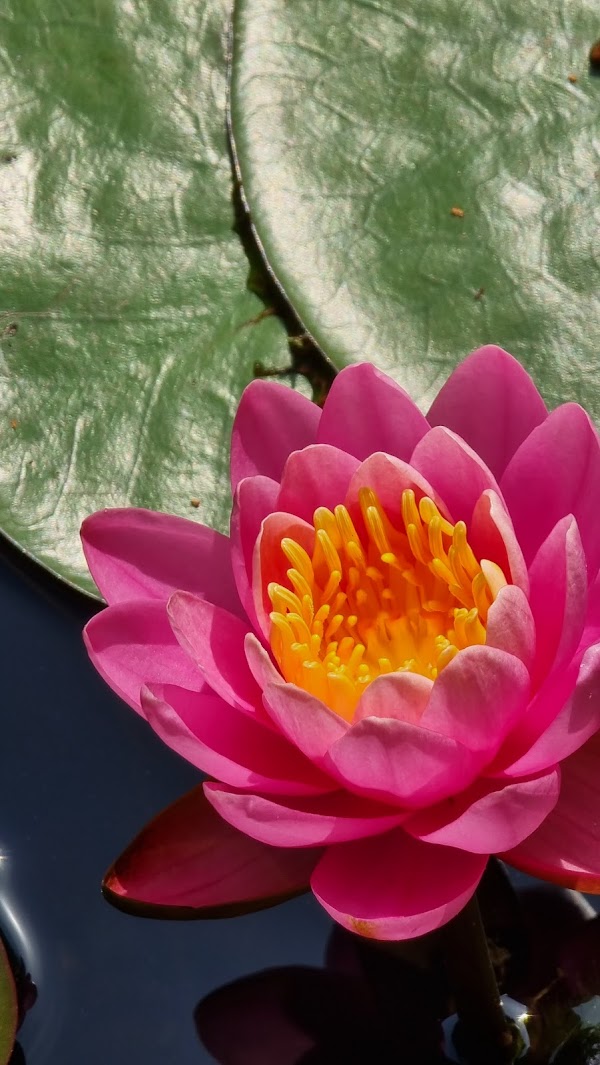 Namsan Outdoor Botanical Garden 2