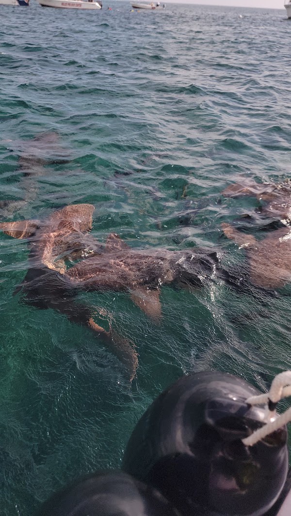 Shark Ray Alley 5