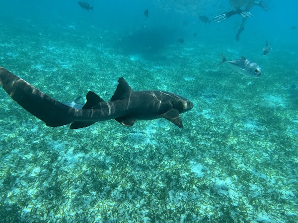 Shark Ray Alley 4