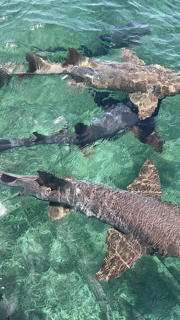 Shark Ray Alley 3