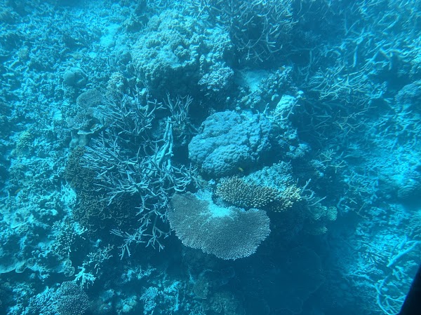 Heart Reef 3