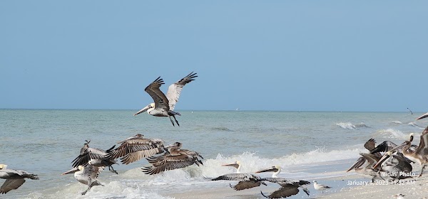 Sanibel 3