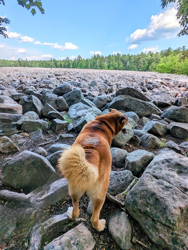Hickory Run Boulder Field 3