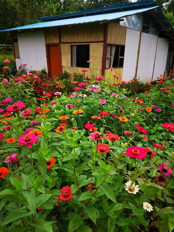 Tomohon 4