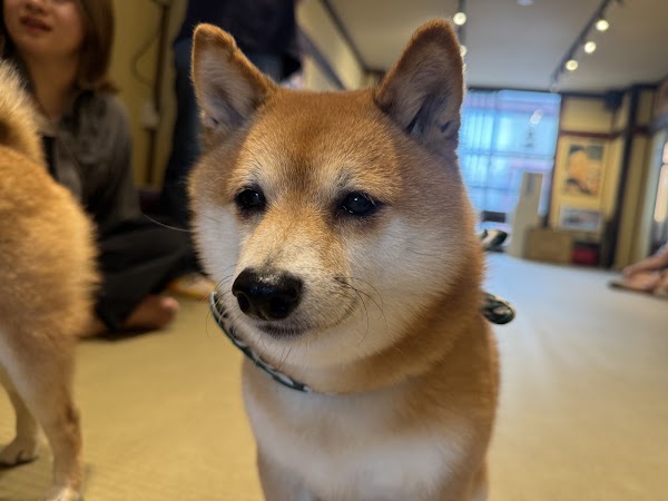 Mame Shiba Cafe 4