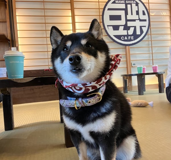 Mame Shiba Cafe 2