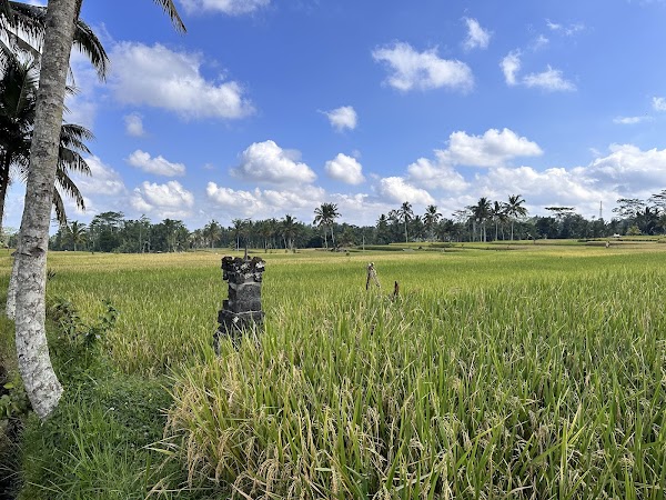 Mancingan Rice Terrace Bali 1