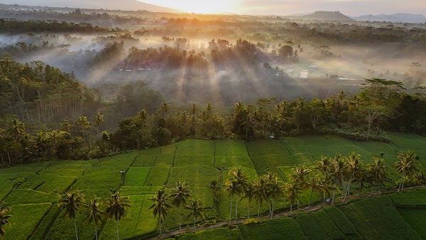 Mancingan Rice Terrace Bali 2
