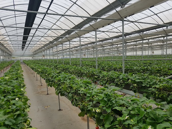 Dansan Farm 4