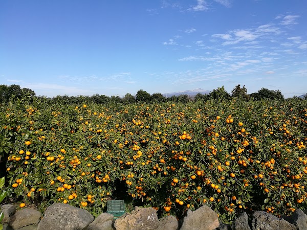 Dansan Farm 3